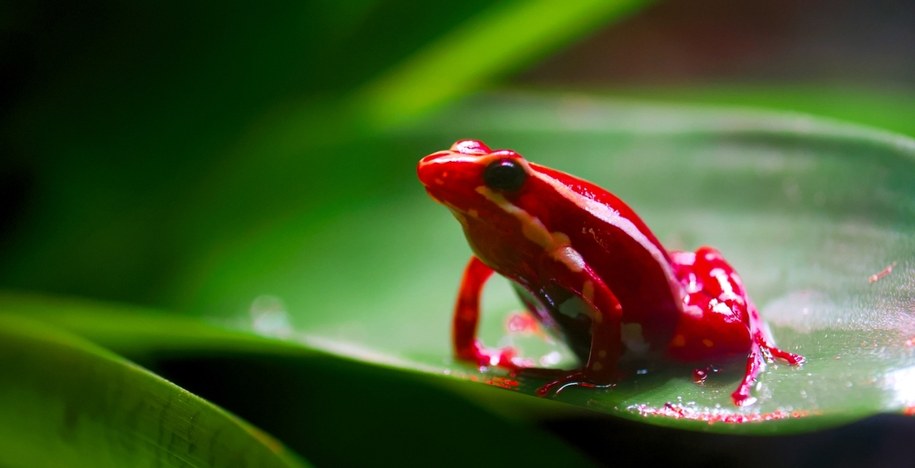 Drzewołaz trójbarwny /Shutterstock