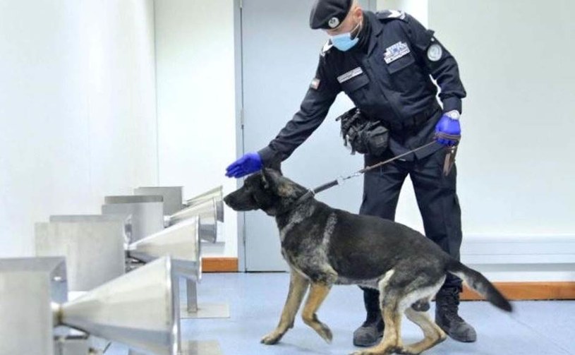 Dubaj: Zamiast testów psi węch... /Informacja prasowa