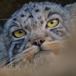 "Duch śniegów": Wyjątkowy dokument w polskich kinach