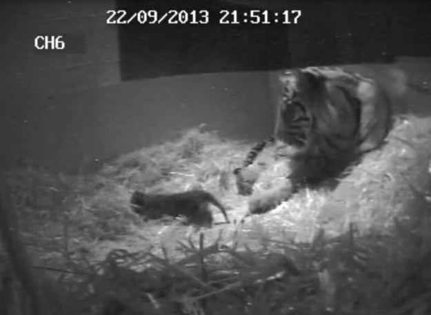 Dumna mama z małym tygrysem. /ZSL London Zoo /PAP/EPA