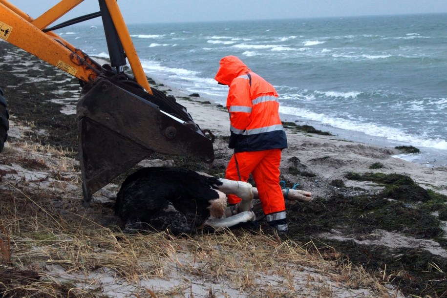 Duńczycy podają, że krowy miały związane nogi /Rene Lind /PAP/EPA