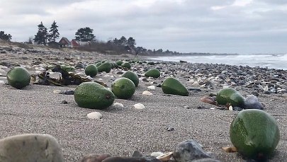 Duńczycy zbierają na plaży… banany i awokado. Morze wyrzuciło tysiące owoców