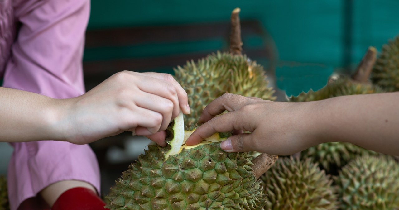 Durian ma skórę pokrytą masą ostrych kolców. Owoc trzeba najpierw z niej obrać lub przekroić na pół i wybrać miąższ. /123RF/topten22photo /123RF/PICSEL