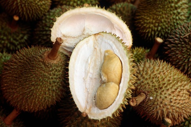 Durian /Kiedrowski, R. /PAP/DPA