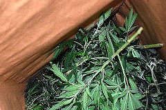 Duża plantacja marihuany zlikwidowana w Śląskiem