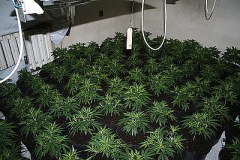 Duża plantacja marihuany zlikwidowana w Śląskiem