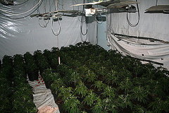 Duża plantacja marihuany zlikwidowana w Śląskiem