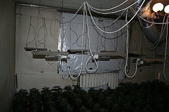 Duża plantacja marihuany zlikwidowana w Śląskiem