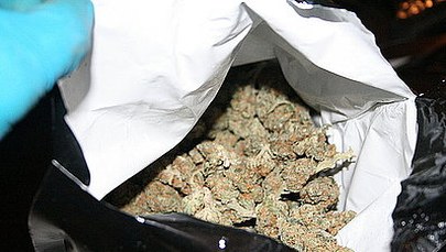 Duża plantacja marihuany zlikwidowana w Śląskiem