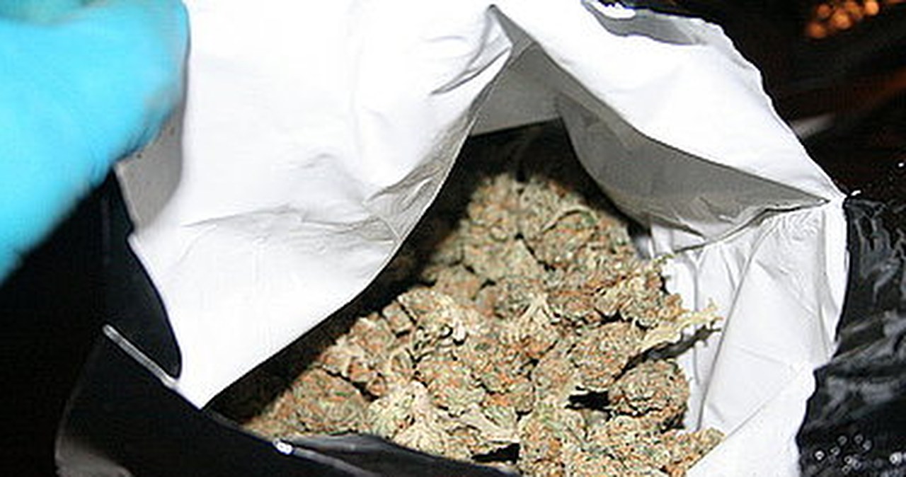 Duża plantacja marihuany zlikwidowana w Śląskiem