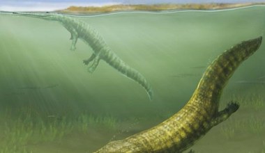 Duże, drapieżne płazy opanowały morza całego świata. Jak to się stało?