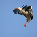 Duże nieporozumienie co do bocianów. Stąd wieści, że wracają z Afryki