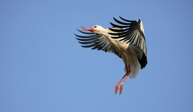 Duże nieporozumienie co do bocianów. Stąd wieści, że wracają z Afryki