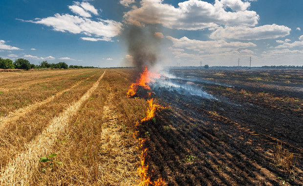 Duże pożary w Wielkopolsce. Spłonęły dziesiątki hektarów zboża