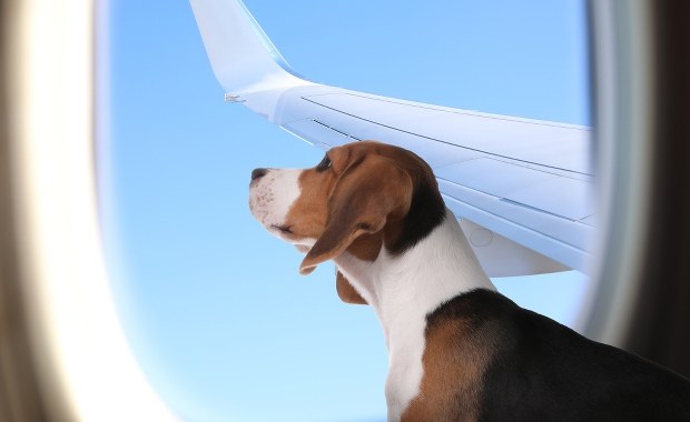 Duże psy luzem w samolocie. Historyczny lot we Włoszech