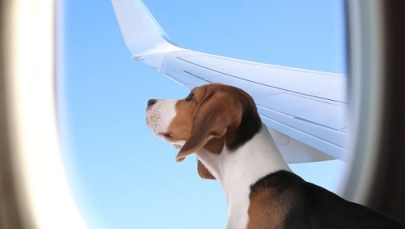 Duże psy luzem w samolocie. Historyczny lot we Włoszech
