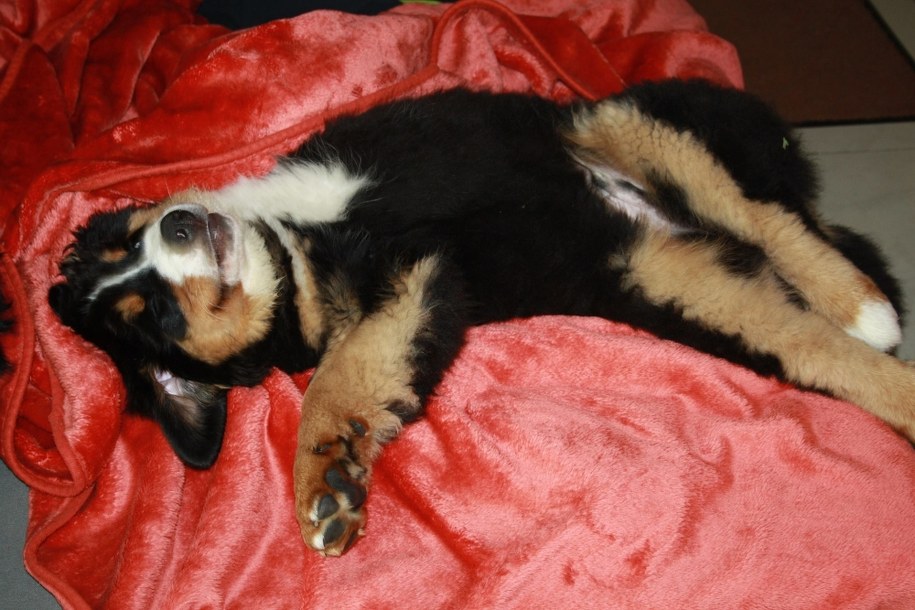 Duże zamieszanie wywołała ostatnia zmiana kodeksu wykroczeń dotycząca właścicieli psów /Jacek Skóra /RMF FM