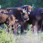 Duże zmiany na Słowacji. Żubry mogą przedostać się do Polski
