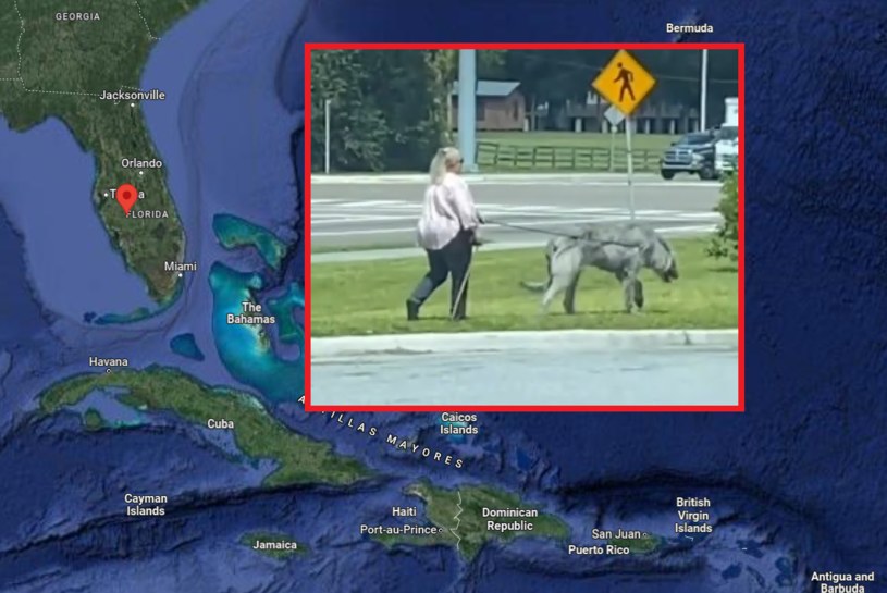 Dużego psa spostrzeżono na Florydzie /Google Maps /TikTok