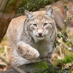 Duży kot ma wrócić do kraju w Europie i ratować przyrodę. Jest już wniosek