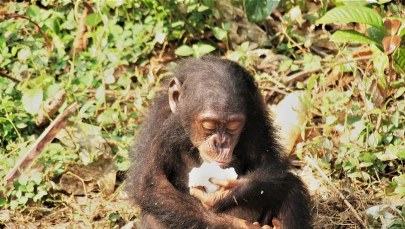 Duży mózg mamy od... jedzenia