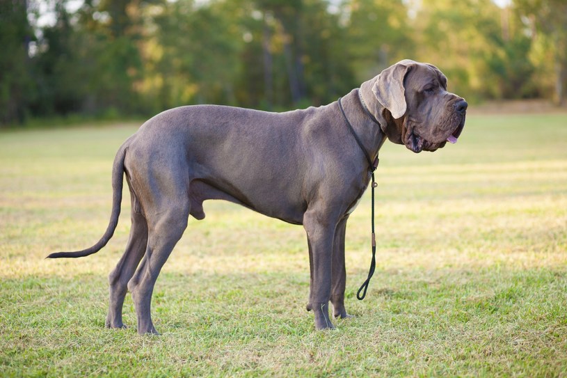 Duży pies to duże wydatki - nie tylko na karmę, ale i na weterynarza. Potwierdza to przykład dogów niemieckich, które często chorują i zazwyczaj nie dożywają nawet 10 lat /123RF/PICSEL