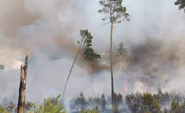 Duży pożar lasu w okolicy Ciemielinowa opanowany