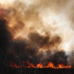 Duży pożar traw w Warszawie. Około dwóch hektarów