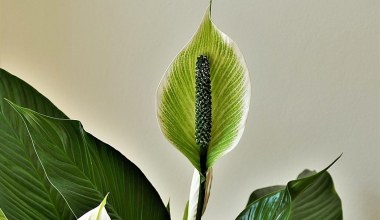 Двокомпонентне, просте у приготуванні добриво. Воно забезпечує постійне цвітіння вашого спатифілума