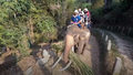 DW Stories: Słonie w Tajlandii. Okrutne praktyki tresowania zwierząt
