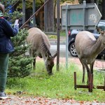 Dwa ataki jeleni w Zakopanem. Władze ostrzegają