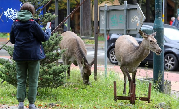 Dwa ataki jeleni w Zakopanem. Władze ostrzegają