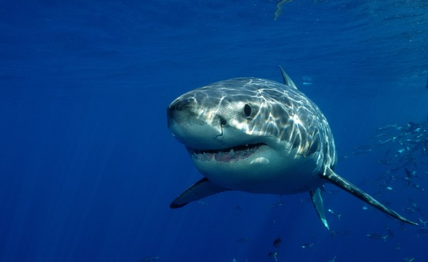 Dwa ataki rekinów na Florydzie. Ranne trzy osoby
