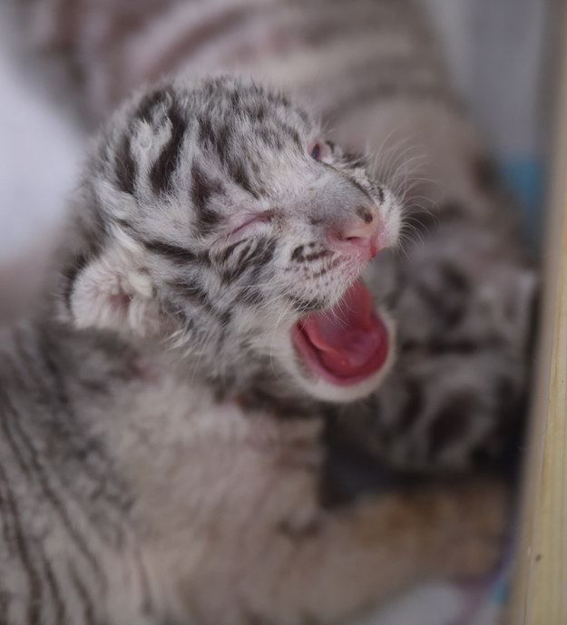 Dwa białe tygrysy bengalskie urodziły się kilka dni temu w Zoo Safari w Borysewie /Grzegorz Michałowski /PAP