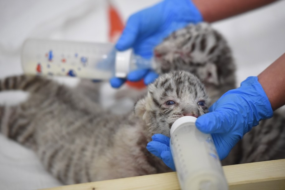 Dwa białe tygrysy bengalskie urodziły się kilka dni temu w Zoo Safari w Borysewie /Grzegorz Michałowski /PAP