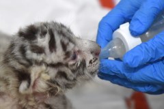 Dwa białe tygrysy urodziły się w Borysewie