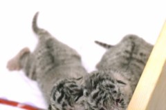 Dwa białe tygrysy urodziły się w Borysewie