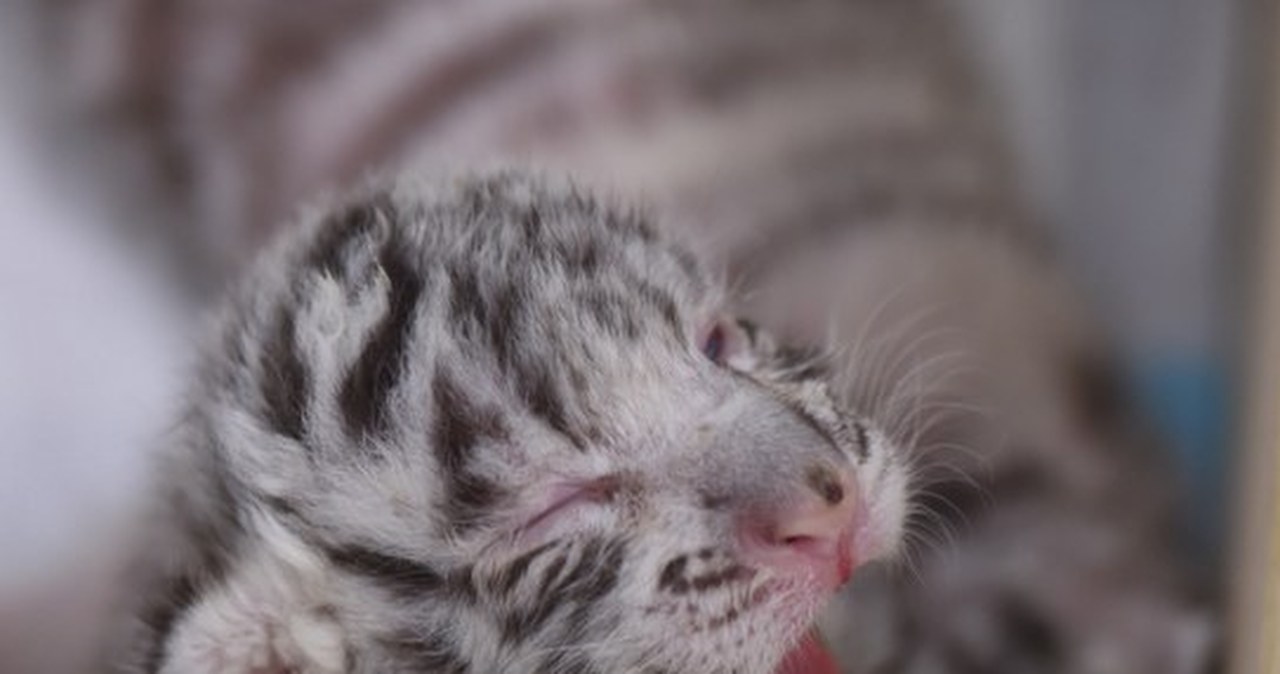 Dwa białe tygrysy urodziły się w Borysewie