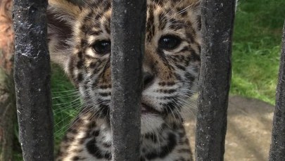 Dwa cętkowane maluchy na pierwszym spacerze