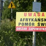 Dwa kolejne ogniska ASF w Polsce
