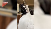 Dwa konie drapią się wzajemnie