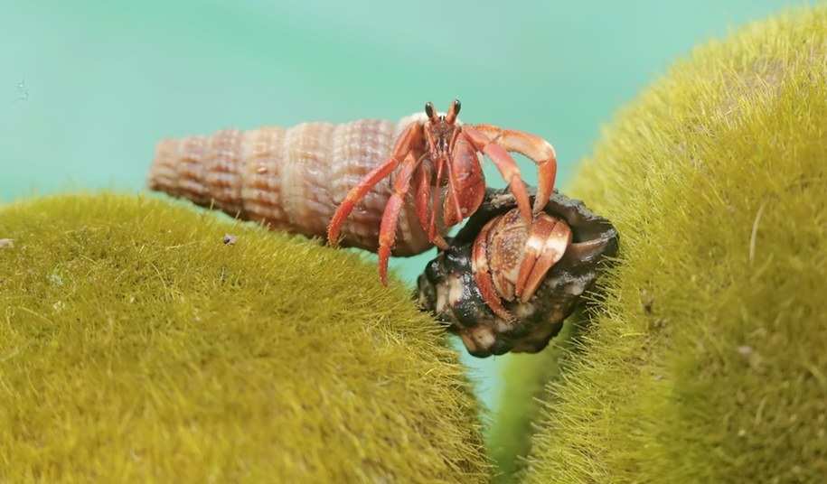 Dva krabi poustevníci chodí po skále pokryté mořskými řasami /Shutterstock