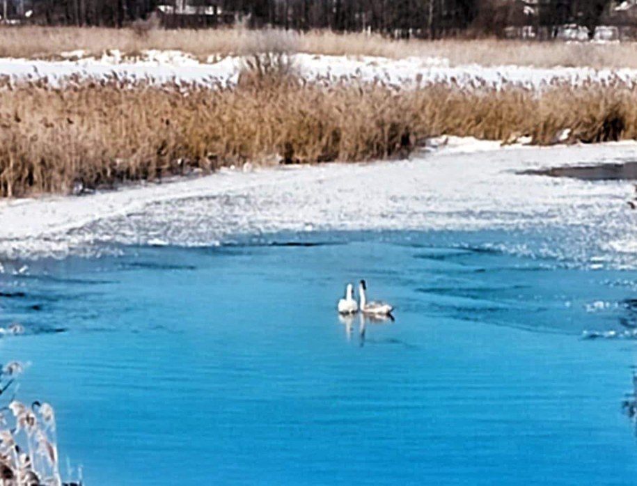 Dwa łabędzie, którym pomogli policjanci i strażacy w Rajgrodzie /KPP Grajewo /Policja