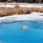 Dwa łabędzie ugrzęzły w lodzie. Służby przyszły z pomocą