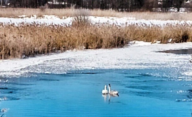 Dwa łabędzie ugrzęzły w lodzie. Służby przyszły z pomocą
