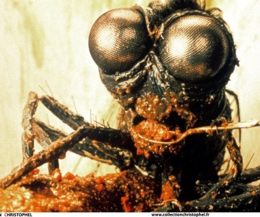 Dwa lata później Jackson realizuje czarną komedię "Meet the Feebles", utrzymaną w stylistyce Muppetów. Główni bohaterowie filmu przypominają bowiem słynne lalki Jima Hensona z tą różnicą, że nie są tak sympatyczne, jak Kermit, czy świnka Piggy. Wprost przeciwnie: hipopotamica Heidi, czy jej kochanek mors Bletch są ucieleśnieniem najgorszych ludzkich cech. Akcja filmu rozgrywa się więc wśród gwiazd porno i zawiera sporo szokujących momentów: używanie narkotyków, scen gwałtu, czy pijackich zabaw głównych bohaterów.

O ile w obsadzie "Złego smaku" ciężko było wypatrzyć jakąś kobietę, tak w "Meet the Feebles" nie uświadczysz żadnej ludzkiej postaci. Większość bohaterów to bowiem prawdziwe lalki, tylko niektóre z nich portretowane były przez aktorów, ubranych w specjalne kostiumy. Film był reklamowany hasłem: "Reżyser 'Złego smaku' prezentuje film w całości pozbawiony smaku".