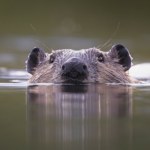woda Dwa lata temu przywrócili bobry naturze. Tereny zmieniają się na lepsze