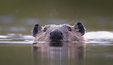 Dwa lata temu przywrócili bobry naturze. Tereny zmieniają się na lepsze