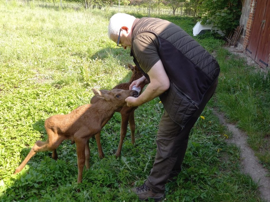 Dwa łosie porzucone niedawno przez matkę /Nadleśnictwo Ciechanów /