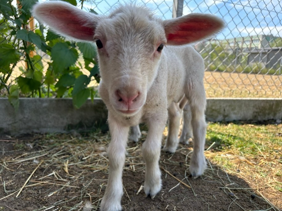 Dwa małe tryki urodziły się na początku czerwca. /Aneta Łuczkowska /RMF FM - reporter